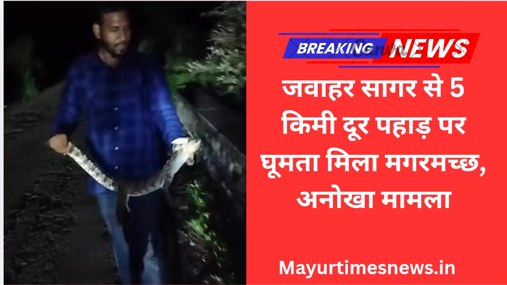जवाहर सागर से 5 किमी दूर पहाड़ पर घूमता मिला मगरमच्छ, अनोखा मामला