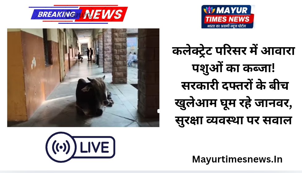 कोटा: कलेक्ट्रेट परिसर में आवारा पशुओं का कब्जा! सरकारी दफ्तरों के बीच खुलेआम घूम रहे जानवर, सुरक्षा व्यवस्था पर सवाल